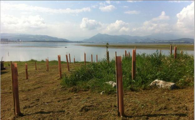 La iniciativa Provoca planta 140 árboles en la entrada de Santoña