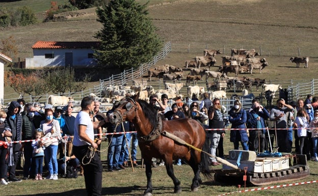 400 cabezas de ganado en la feria-exposición de Lerones