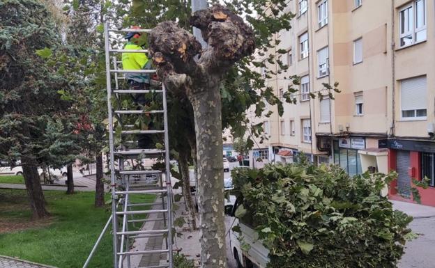 Iniciada la temporada de poda por las calles de El Astillero y Guarnizo