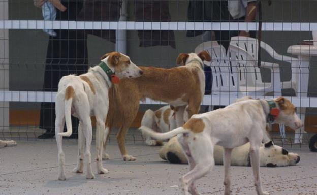 Hallan muerto a un rehalero de Salamanca con heridas de sus perros