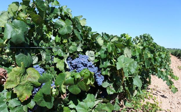 La producción de vino cae un 15% en España