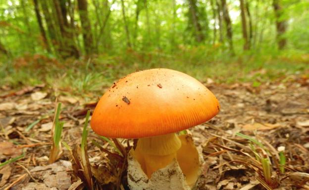 Los grandes chefs persiguen la Amanita caesarea en otoño