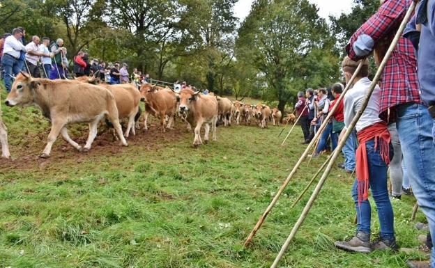 Coo reúne a más de un millar de reses en la cuarta edición de su Feria de Año