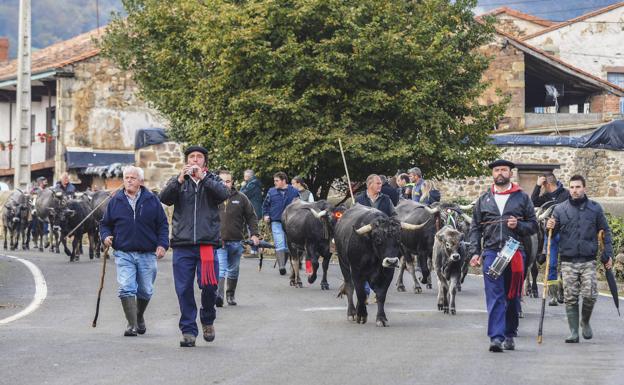 El ganado repite un año más la 'pasá' por las calles de Villayuso