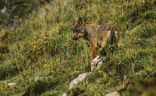 Asaja denuncia un incremento de ataques del lobo a la ganadería tras prohibir su caza