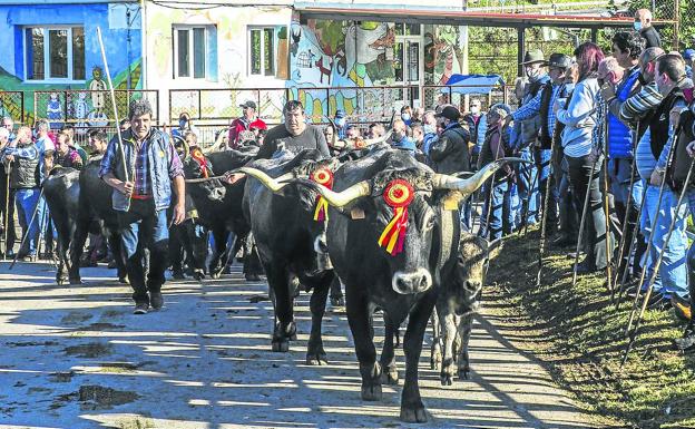 Las vacas regresan a Treceño por San Martín