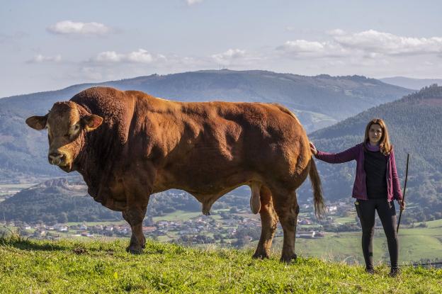 «Este toro es el Messi de los limusín»