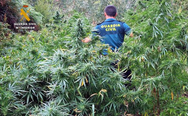 Detenidos cinco vecinos de Guriezo por cultivar más de 400 kilos de marihuana en un monte del pueblo