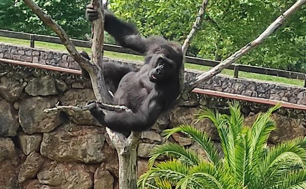 Cabárceno se despide de N'Guvu, un gorila macho de ocho años trasladado al zoo de Kazán