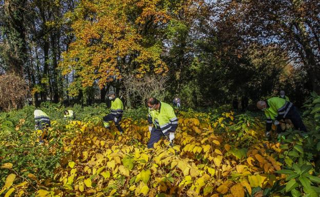 Una veintena de parados trabaja en la recuperación ambiental de El Patatal