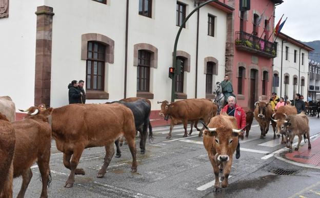 San Felices se prepara para una feria de ganado que estrena organización