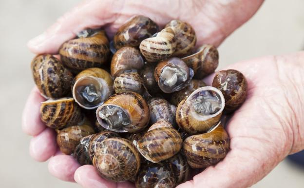 Más de una treintena de restaurantes cántabros participan en las jornadas de los caracoles