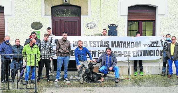 Los ganaderos de Ruesga se plantan ante el último ataque de los lobos