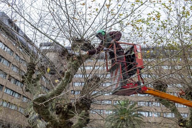 Parques y Jardines retoma la poda en El Sardinero tras las quejas de los hosteleros