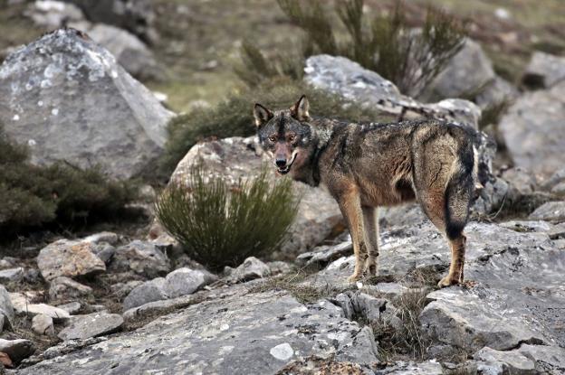 Cantabria asumirá en 2022 la dirección de turno del Parque de Picos de Europa