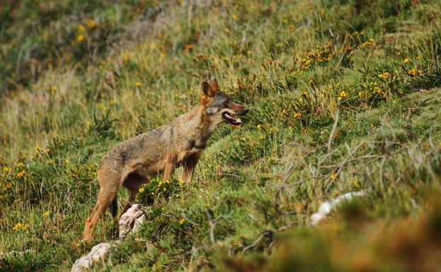 La Comisión Estatal de Patrimonio Natural rechaza la estrategia ministerial de protección del lobo