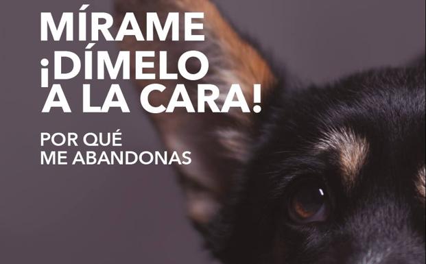 Santander pone en marcha una campaña contra el abandono animal