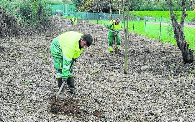 El Ayuntamiento de El Astillero plantará 18.500 árboles, uno por cada vecino