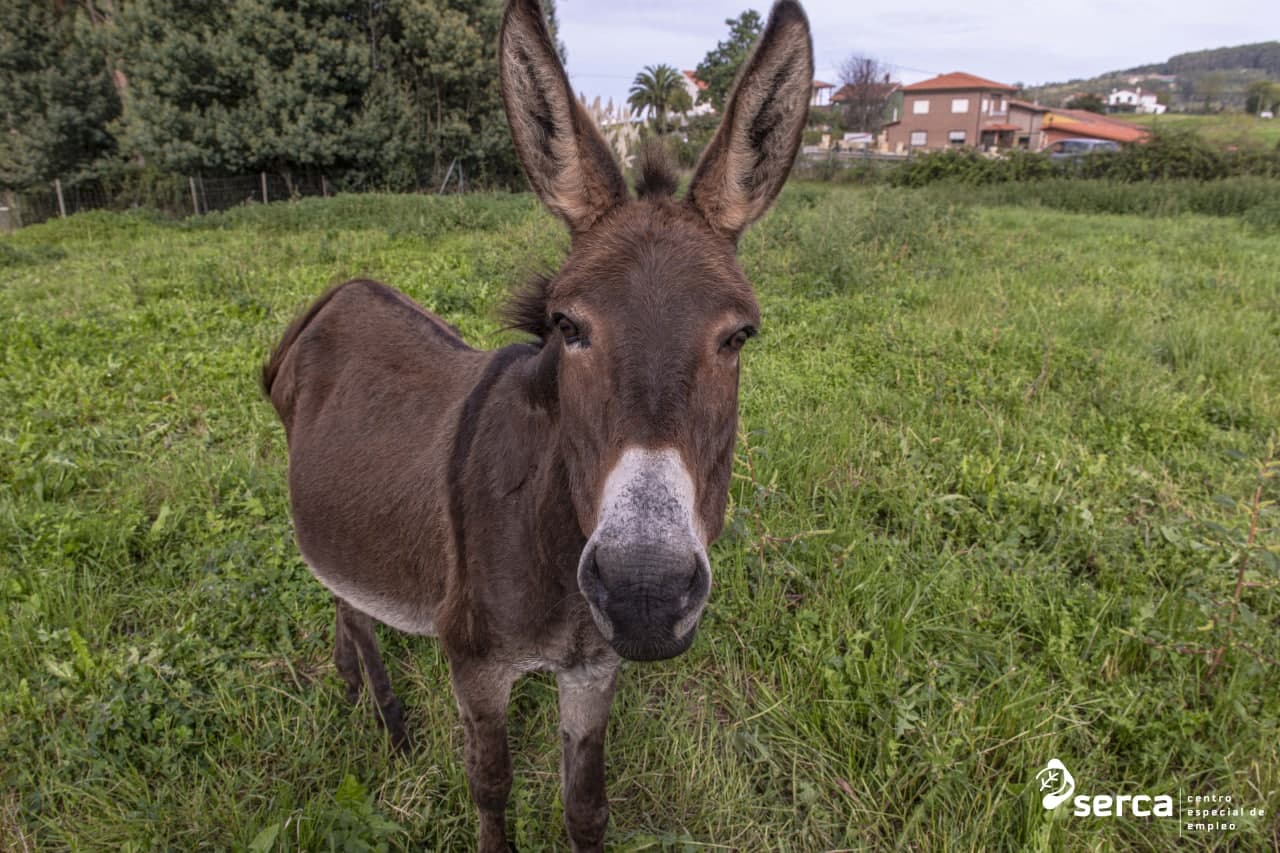 La nueva burrita de la granja del Serca se llamará finalmente Vega