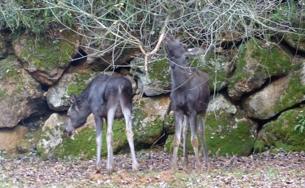 Dos alces y un Marco Topo para la Navidad de Cabárceno