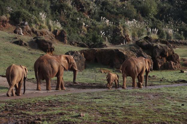 El juzgado reabre el caso del trabajador que murió tras ser golpeado por un elefante