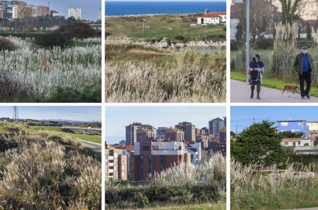 Nuevo intento de erradicar los plumeros en Santander