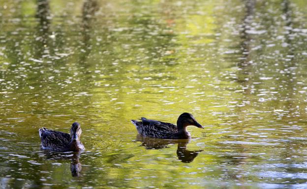 Doce fotógrafos locales retratan las zonas verdes de Torrelavega en un calendario
