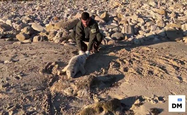 Rescatada una foca herida en Oyambre