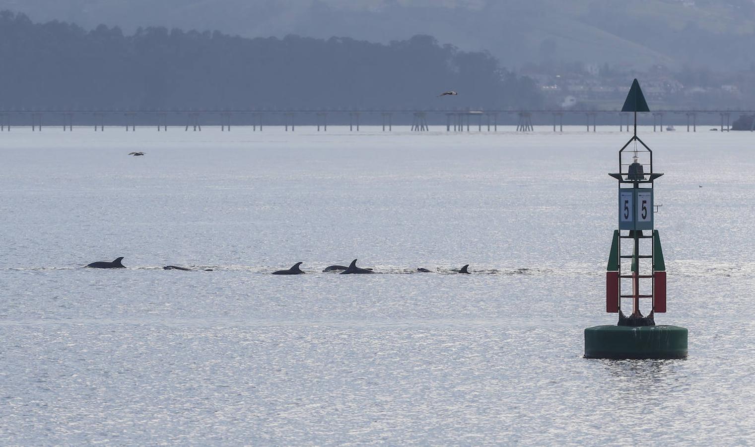 Los delfines han generado gran expectación