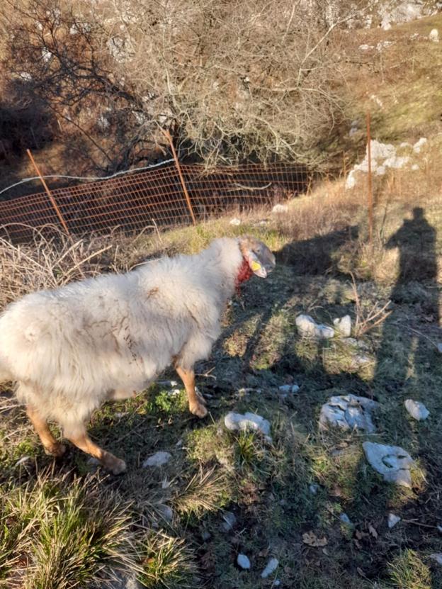 Un ganadero de Miera denuncia que el lobo le ha matado 11 ovejas