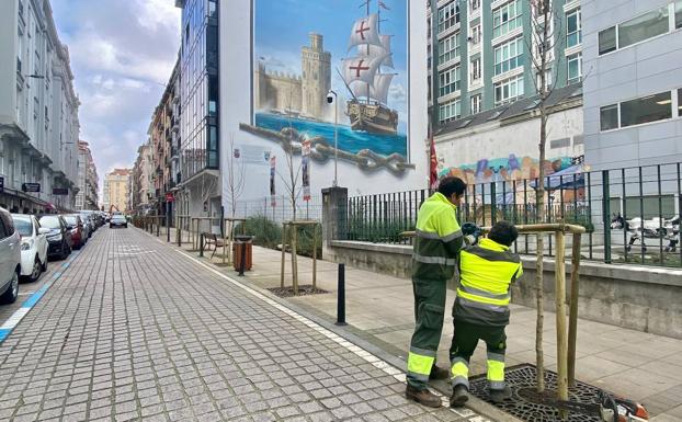 Cuarenta avellanos sustituyen a los arces en la calle Peña Herbosa