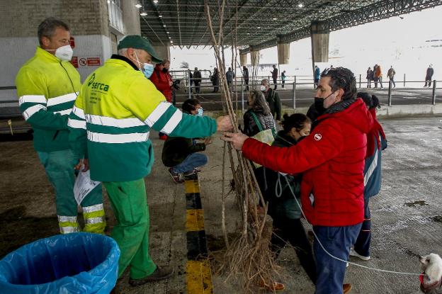 Torrelavega reparte 2.956 árboles entre 1.478 vecinos