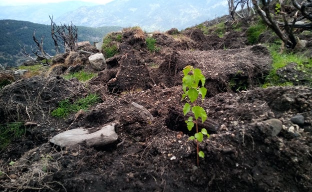 Reforestar bosques, el arma de las empresas para compensar su huella de carbono