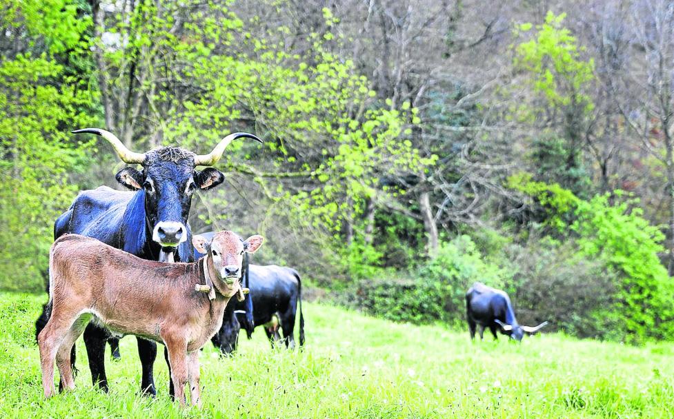 Las viandas y pucheros de la comarca Saja-Nansa encienden la lumbre