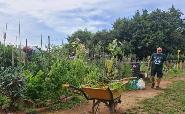 Camargo repartirá hasta 14.400 árboles, plantas y flores en la 30ª Campaña de Repoblación Forestal, un 74% más que en la pasada edición