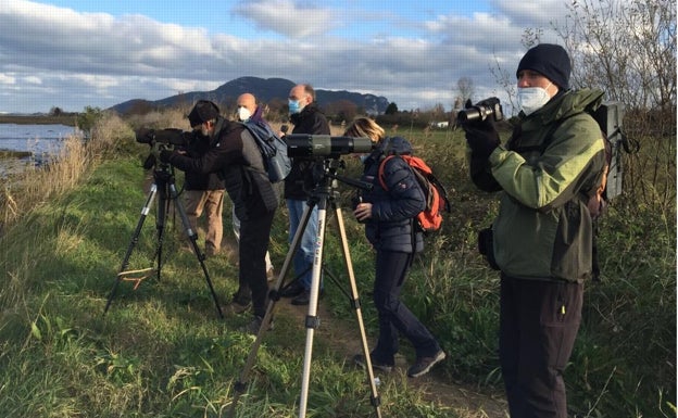 En Cantabria invernan ya siete águilas pescadoras