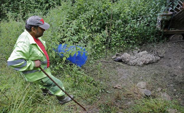 La Justicia da la razón al Gobierno regional sobre el control del lobo