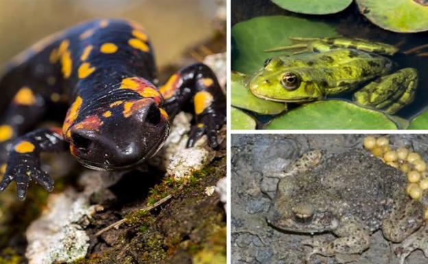 Naturaleza y Hombre intentará la recuperación de anfibios y peces en el río Miera y la bahía de Santander