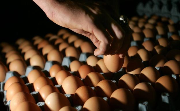 Europa avisa de un macrobrote de salmonela con origen en huevos españoles