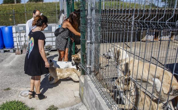 Las protectoras de animales de Torrelavega se quedan sin la ayuda del Ayuntamiento de 2021