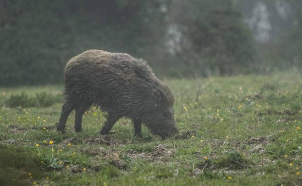 Desarrollo Rural mantiene los cupos de jabalí en todas las comarcas de la Reserva