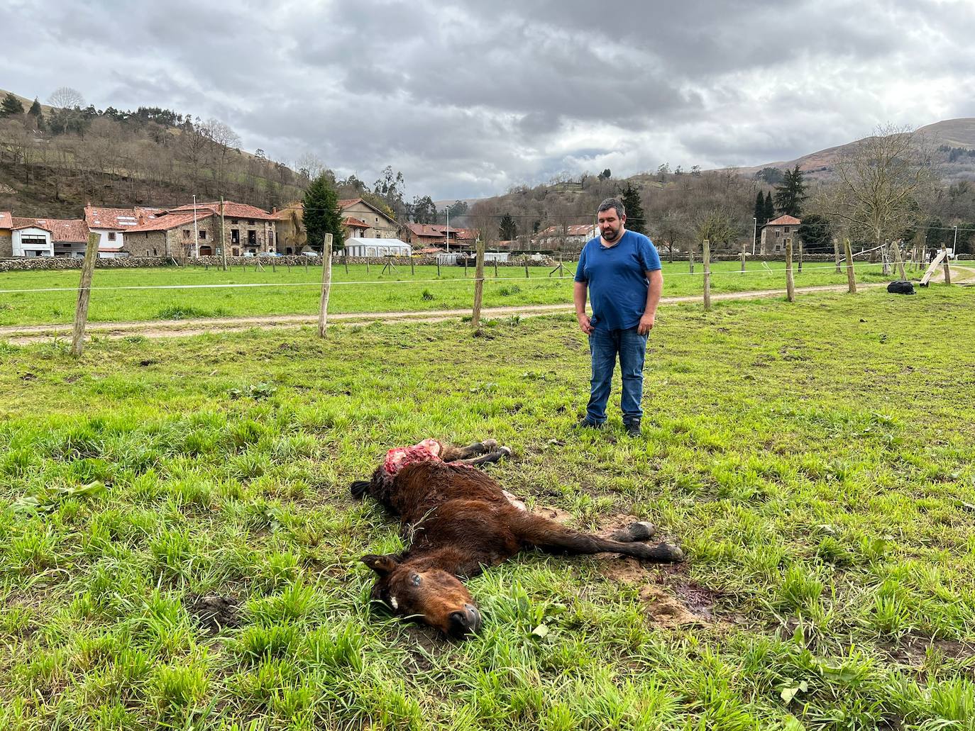 Los lobos matan a un potro en Barcenillas