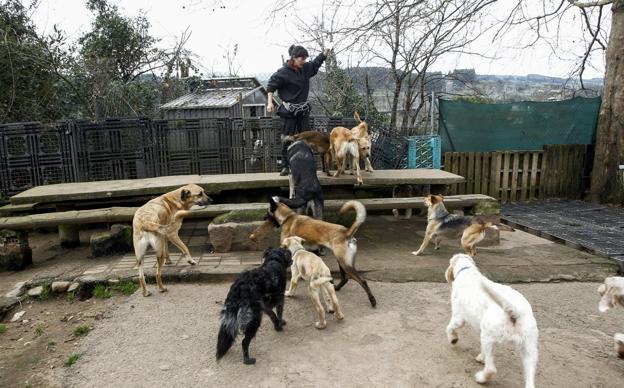 «No tenemos sitio para acoger a más perros»