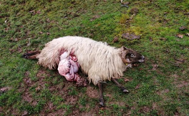 Una ganadera de Vargas se enfrenta al lobo que había atacado a su rebaño