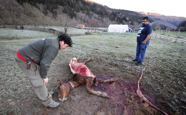 Segundo ataque del lobo en Barcenillas desde el sábado