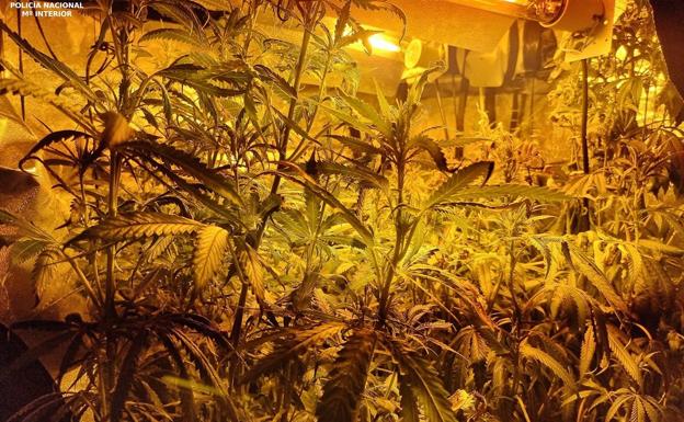 Detenidas dos vecinas de La Albericia por tener en su casa una sofisticada plantación de marihuana