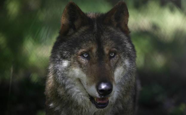 La Justicia vuelve a respaldar la gestión del lobo en Cantabria