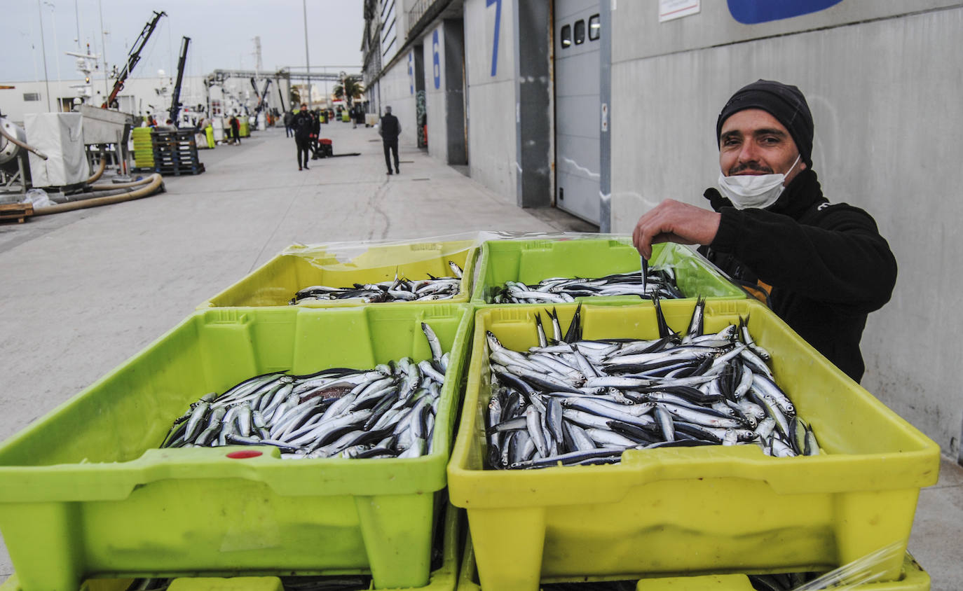 La flota desembarca los primeros bocartes