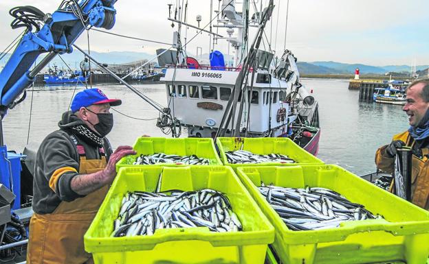 La flota desembarca los primeros bocartes