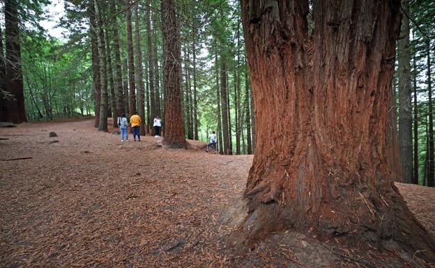 96 municipios cántabros optan a un plan de reforestación con drones y semillas inteligentes